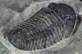 Pedinopariops Trilobite - Mrakib, Morocco #88874-4